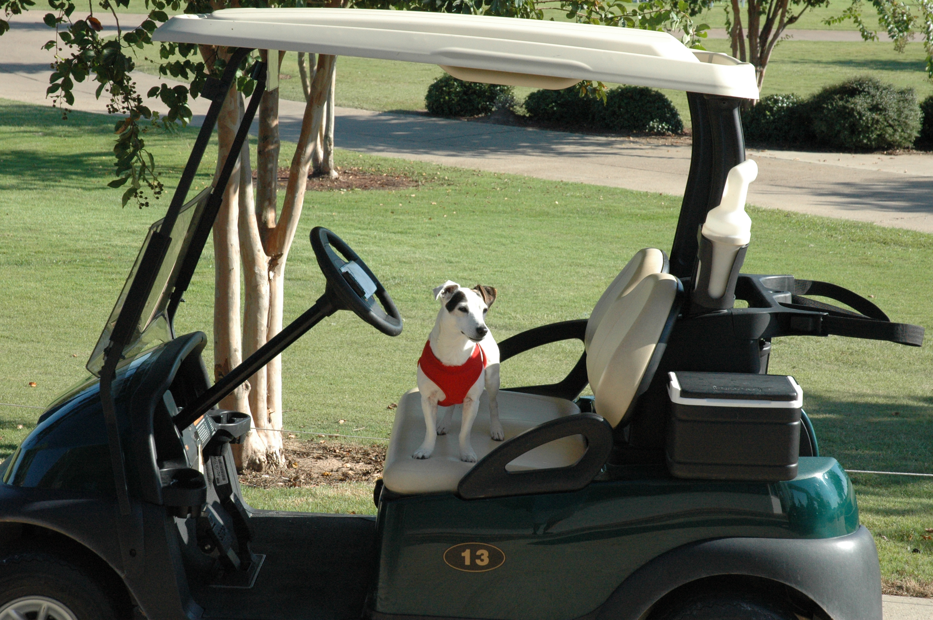 Dog in golf cart